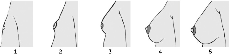 Girls Breast Growth Chart