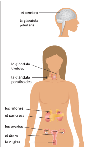 cuanto tiempo debe pasar de una menstruacion a otra