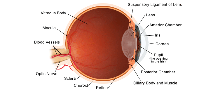 eye-anatomy-full