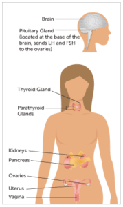 Female reproductive anatomy