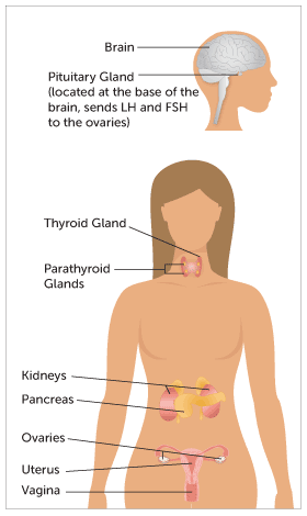 Body weak spots womans on a Human weak