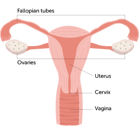 What The Inside Of Vagina Looks Like A Virgin