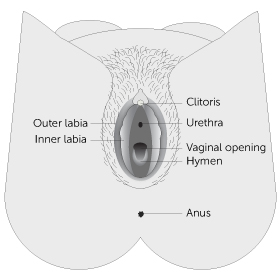 Vaginal area