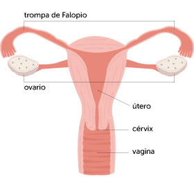 female-repro-system-spanish