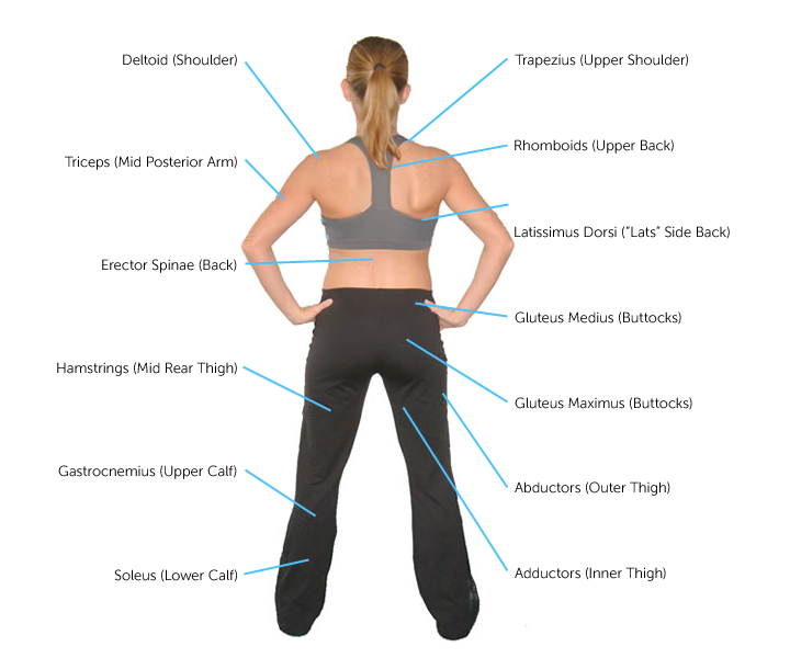 Anatomical Name Of Lower Back Muscles - Trapezius Exercise ...