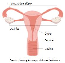 female reproductive system_portuguese