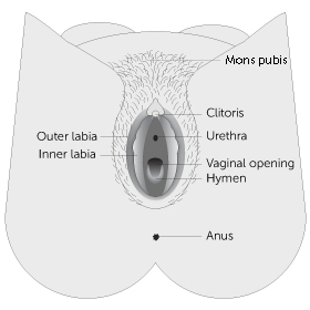 Female Private Part Diagram / Female Anatomy Reproductive System And Vagina Diagram Lunette