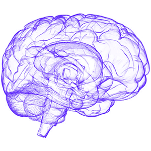 brain illustration